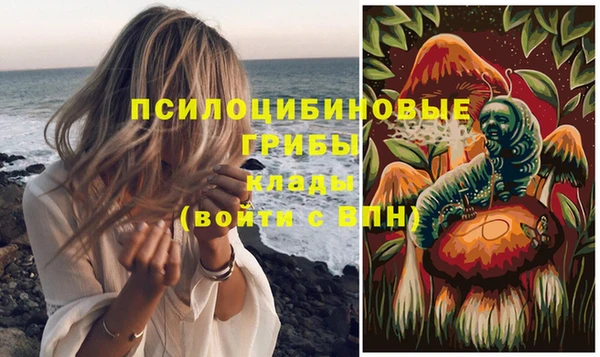 прущие грибы Гусиноозёрск